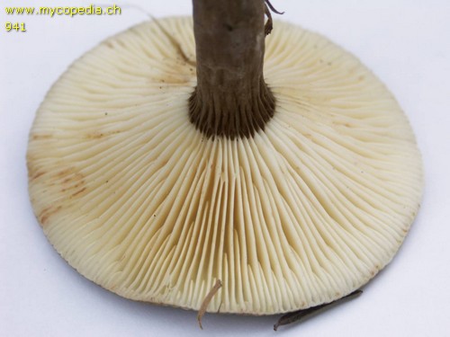 Lactarius lignyotus - 