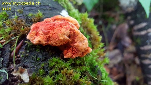 Pycnoporus cinnabarinus - 