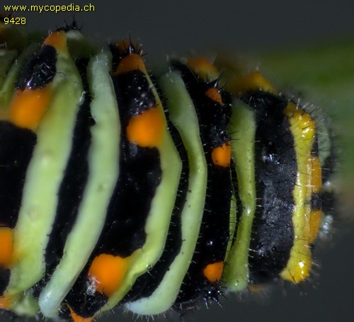 Papillo machaon - 