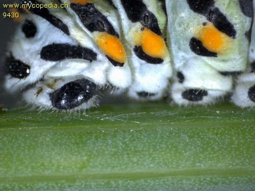 Papillo machaon - 