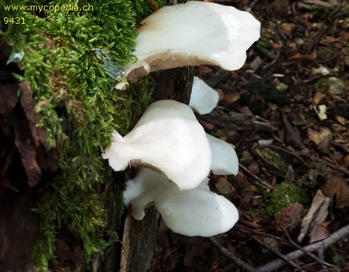 Crepidotus applanatus - 