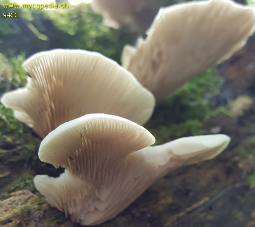 Crepidotus applanatus - 