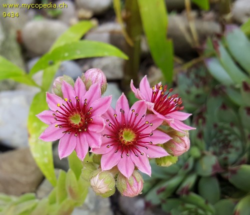 Sempervivum arachnoideum - 