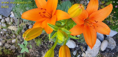 Lilium bulbiferum - 