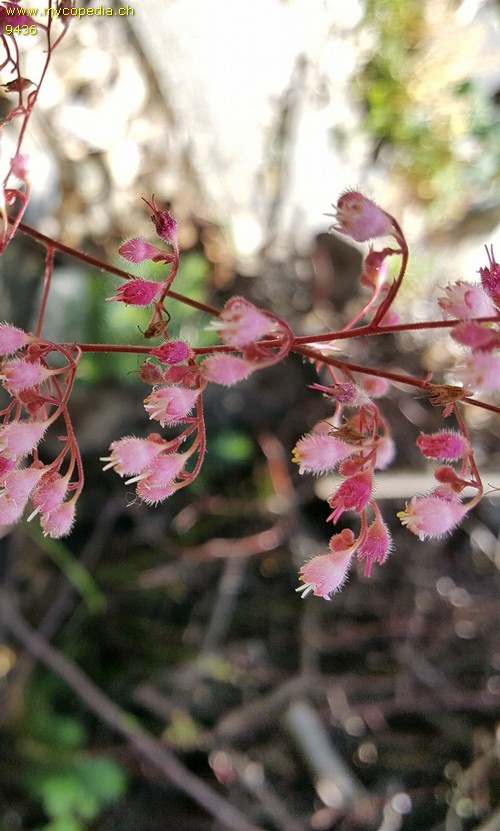 Heuchera spp - 