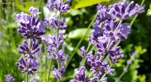 Lavandula angustifolia - 