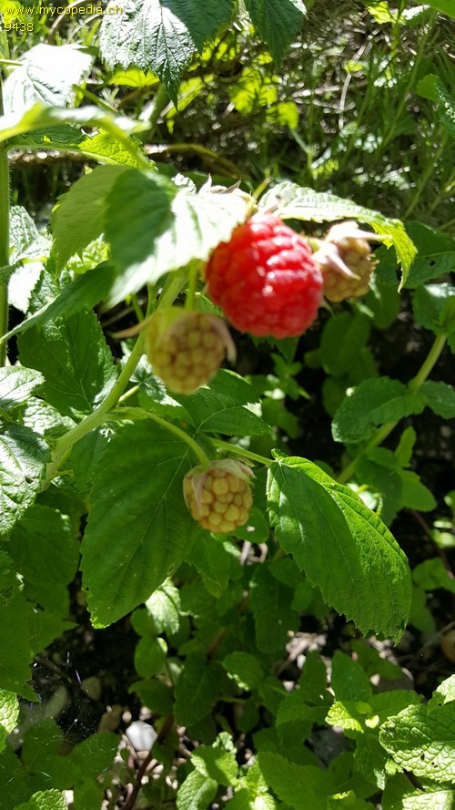 Rubus idaeus - 