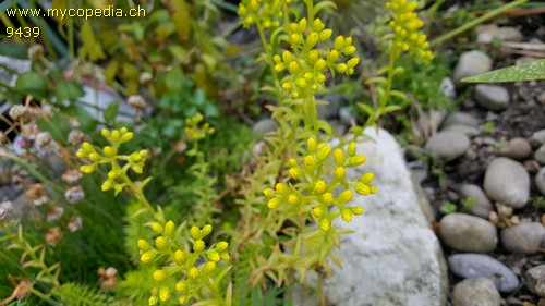 Sedum rupestre - 