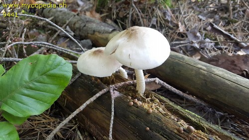 Pluteus pouzarianus var. albus - 