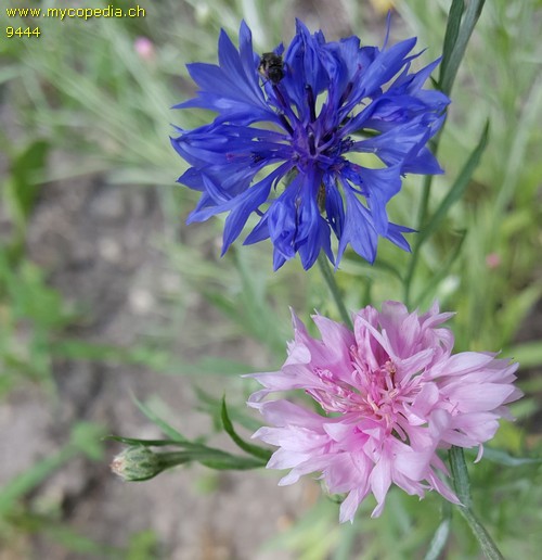 Centaurea cyanus - 