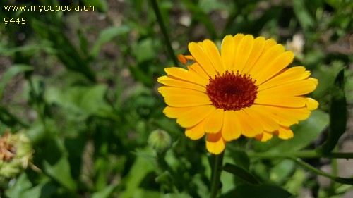 Calendula officinalis - 