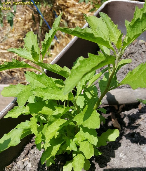 Chenopodium ambrosiodes - 