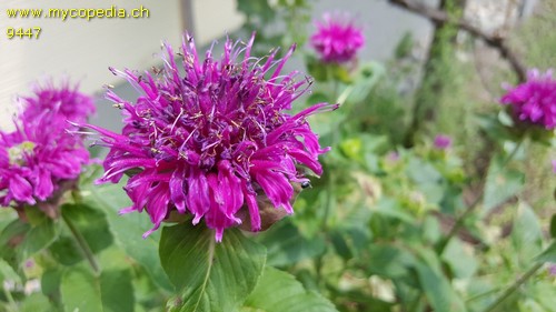 Monarda didyma - 