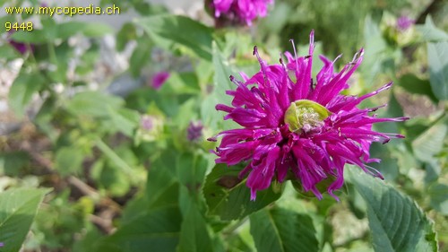 Monarda didyma - 