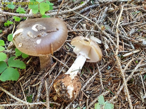 Amanita porphyria - 