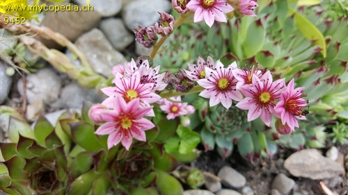 Sempervivum arachnoideum - 