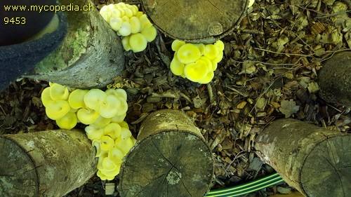 Pleurotus citrinopileatus - 