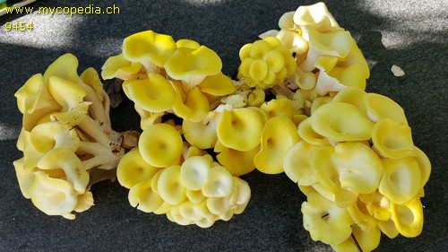 Pleurotus citrinopileatus - 