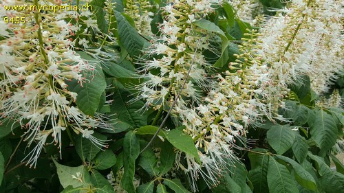 Aesculus parviflora - 