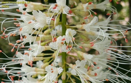 Aesculus parviflora - 