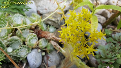 Sedum rupestre - 