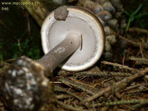 Amanita porphyria - 