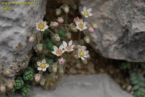 Sedum dasyphyllum - 