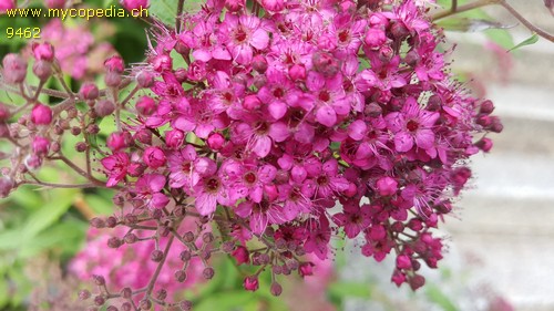 Spiraea japonica - 