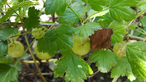 Ribes uva-crispa - 