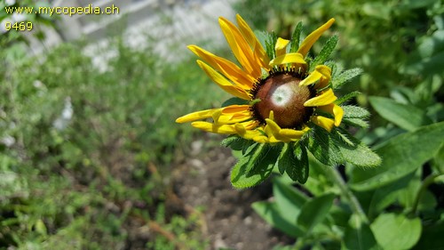 Rudbeckia fulgida - 