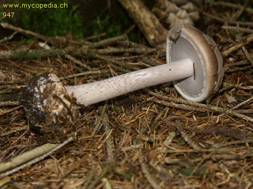 Amanita porphyria - 