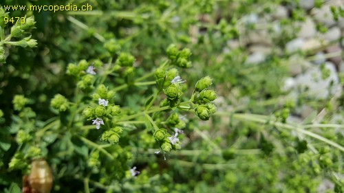 Origanum majorana - 