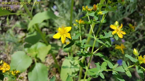 Hypericum perforatum - 