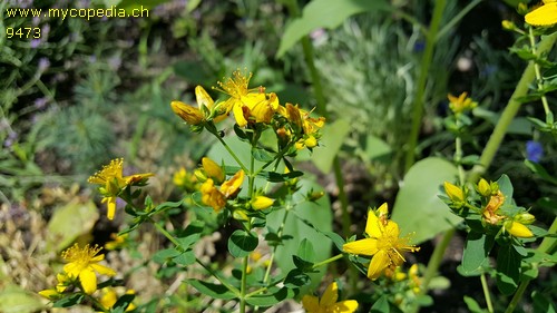 Hypericum perforatum - 