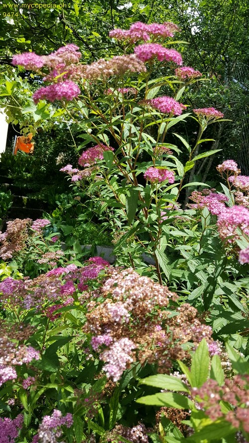 Spiraea japonica - 