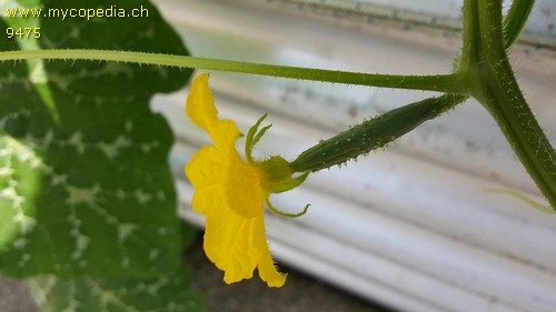 Cucumis sativus - 