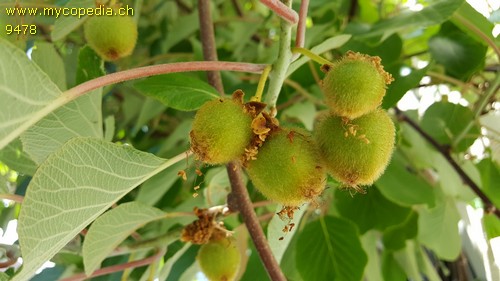 Actinidia - 