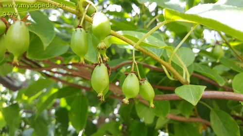 Actinidia - 