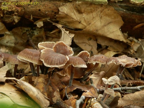 Gymnopus brassicolens - 