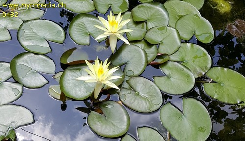 Nymphaea Pygmaea helvola - 