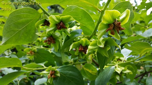 Diospyros kaki - 