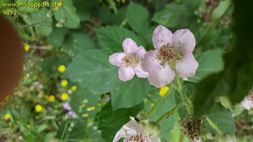 Rubus armeniacus - 