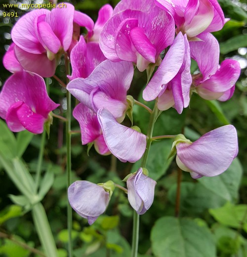 Lathyrus latifolius - 