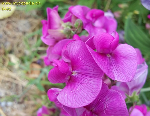 Lathyrus latifolius - 