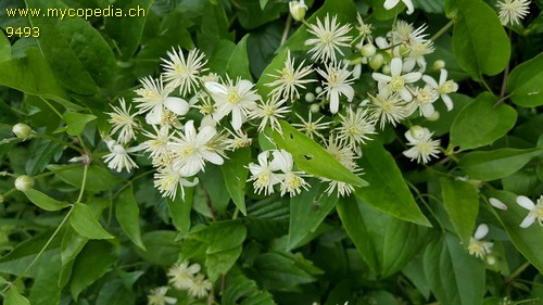 Clematis vitalba - 