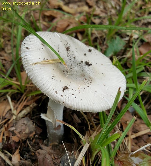 Amanita mairei - 