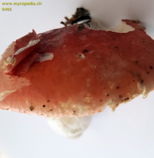 Russula rubra - 