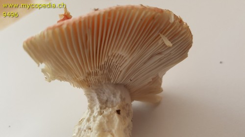 Russula rubra - 