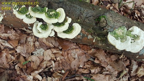 Trametes gibbosa - 