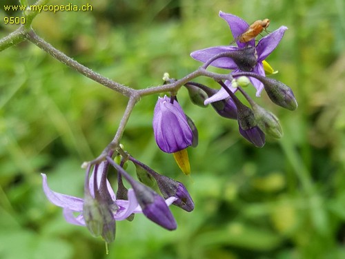 Solanum dulcamara - 